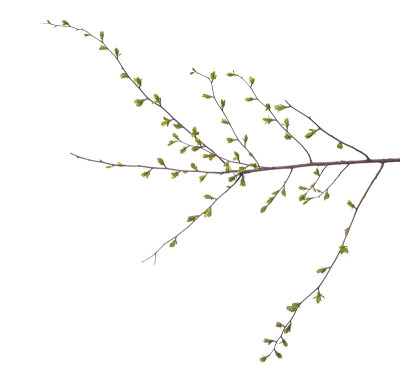 初春开花的绿色树枝上孤立白色