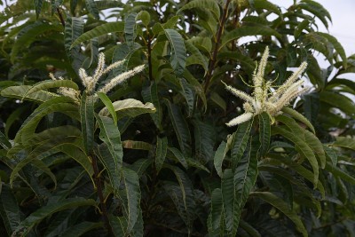 栗子开花结果