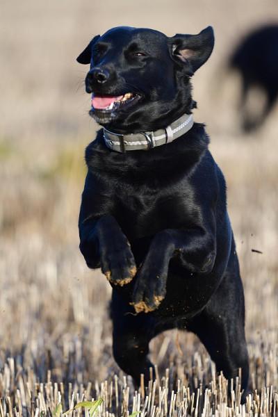 黑色拉布拉多犬在田野里奔跑
