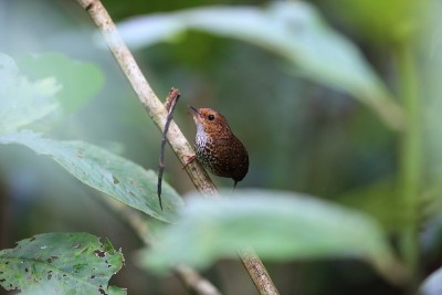 侏儒wren-babbler