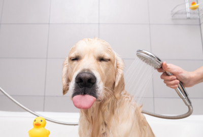 女孩用泡泡浴给狗洗澡。美容师用淋浴给他的金毛猎犬洗澡