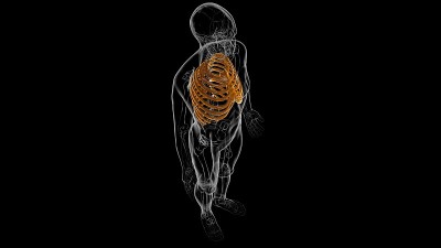 人体骨骼解剖肋骨笼3D渲染