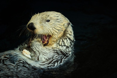 海獭在水里吃鱼