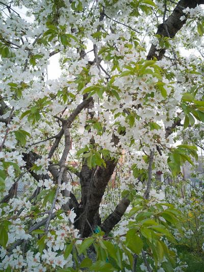 开花