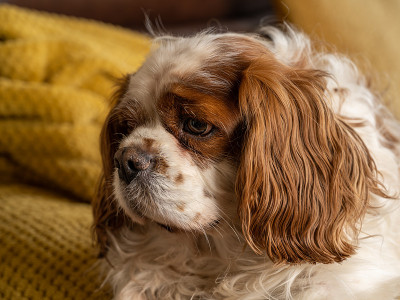 一只孤零零的布伦海姆骑士查理王猎犬坐在沙发上。