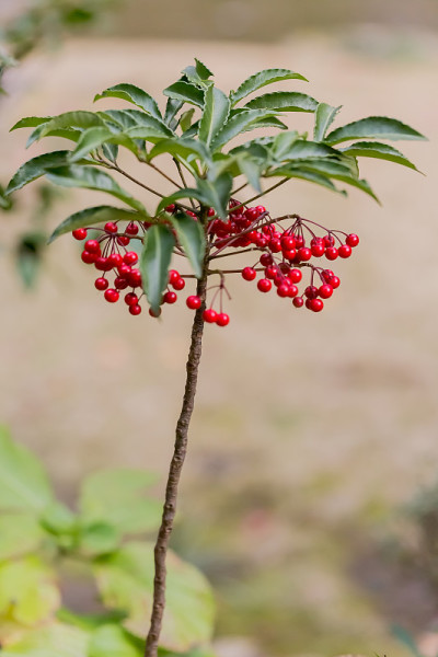 家蝇灌木的红色果实