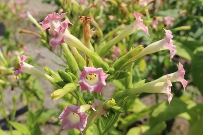 ‘烟草植物’花-烟草