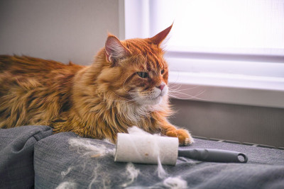姜缅因猫和皮棉滚筒在室内沙发上。