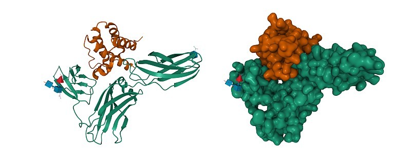 human interleukin-3(棕色)in complex with its alpha r