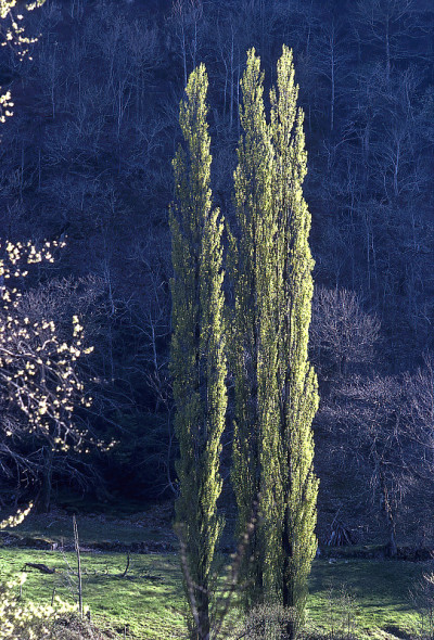 杨树树