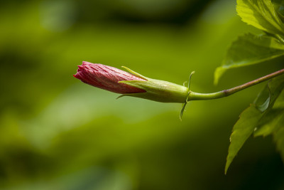 芙蓉花的花蕾在花园里