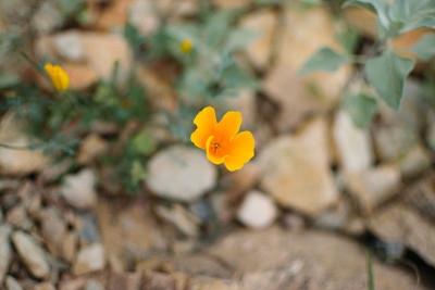 黄花孤立近距离