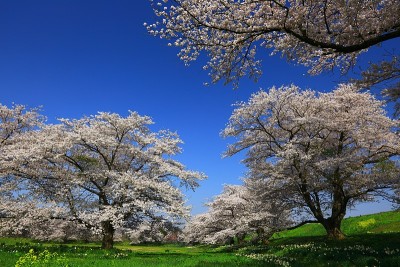 岩手县春天的樱花树
