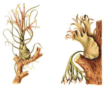 牛角蕨(左)和鹿角或埃尔克霍恩蕨类(Platycerium grande)(右)-年份插图