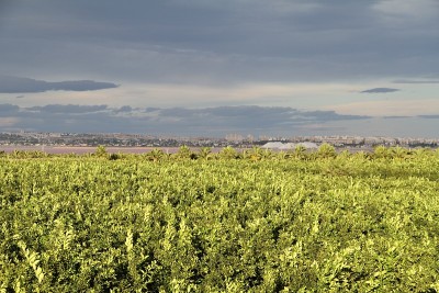 Torrevieja
