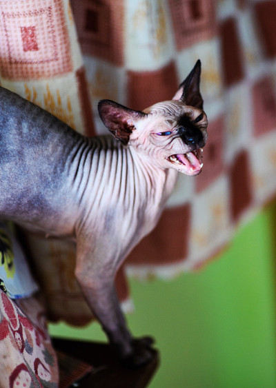 一只美丽的灰色斯芬克斯猫