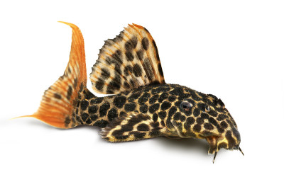豹纹仙人掌Pleco水族鱼伪棘豹