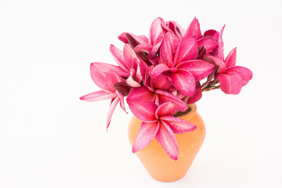 红鸡蛋花(鸡蛋花)