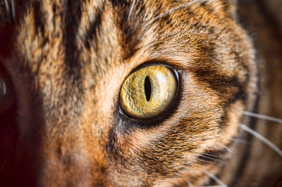 猫看
