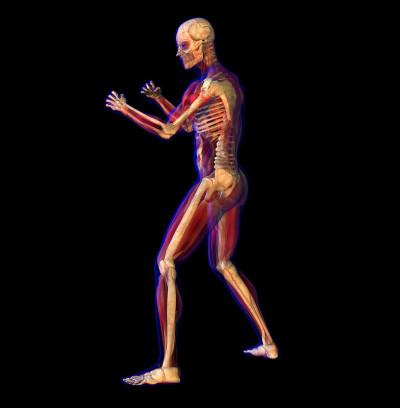 人体男性解剖和骨骼的3D插图。