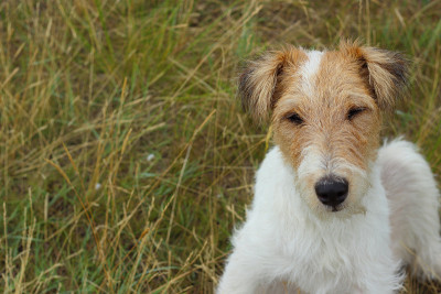 狐狸犬的狗