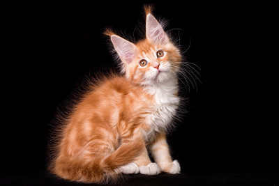 可爱可爱的缅因猫在黑色的背景。