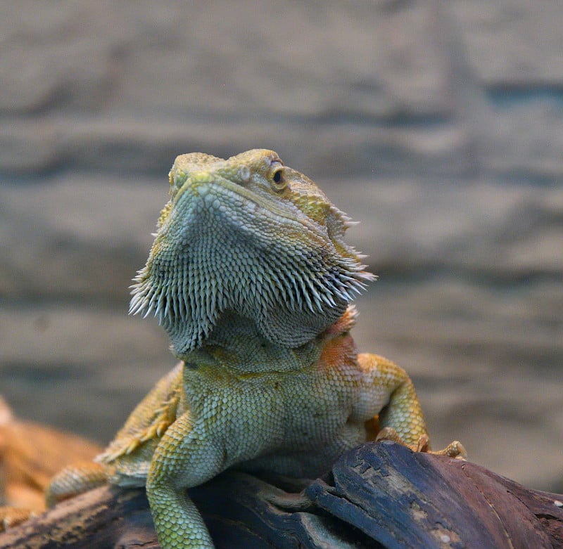 带有宗教色彩。Pogona barbata)