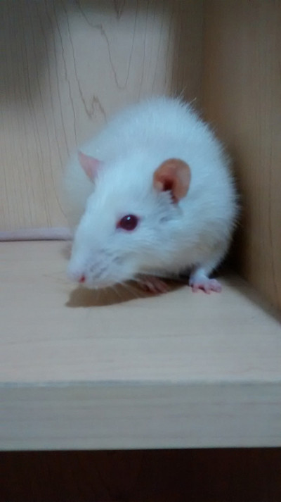 白色小宠物鼠
