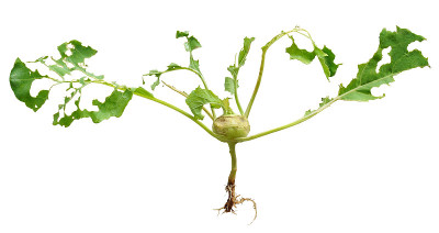 大头菜的蛞蝓损伤，分离