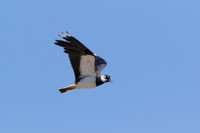 Lapwing (Vanellus Vanellus)