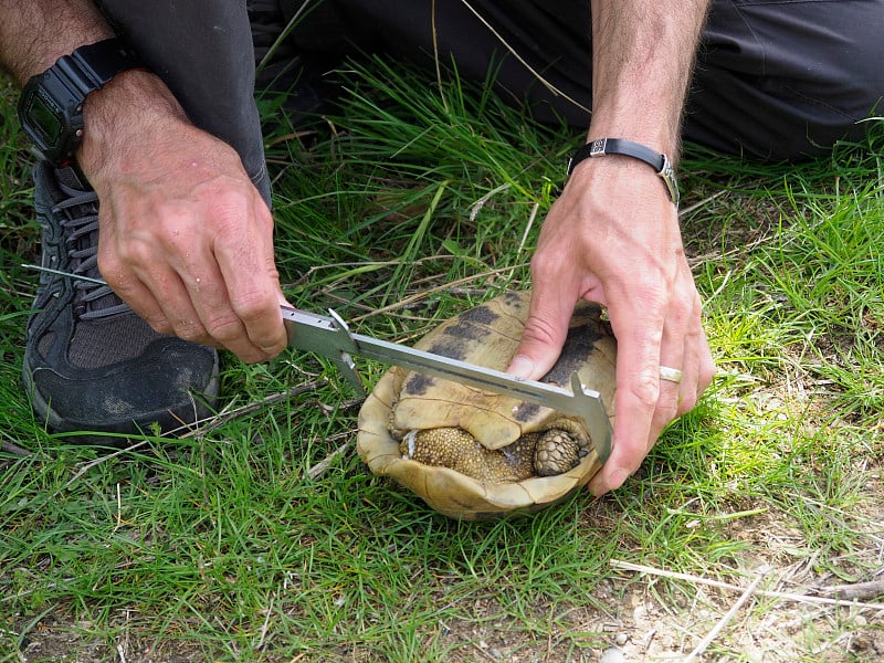 赫尔曼的乌龟，Testudo hermanni