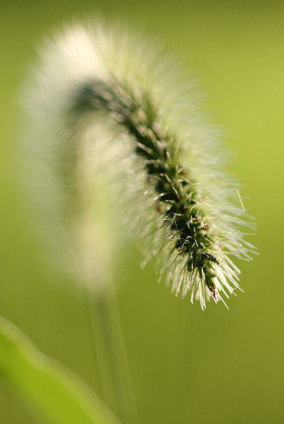 阳光下的小草