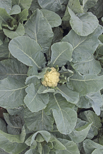 菜花,印度
