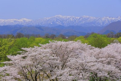 岩手县蓝天和樱花树