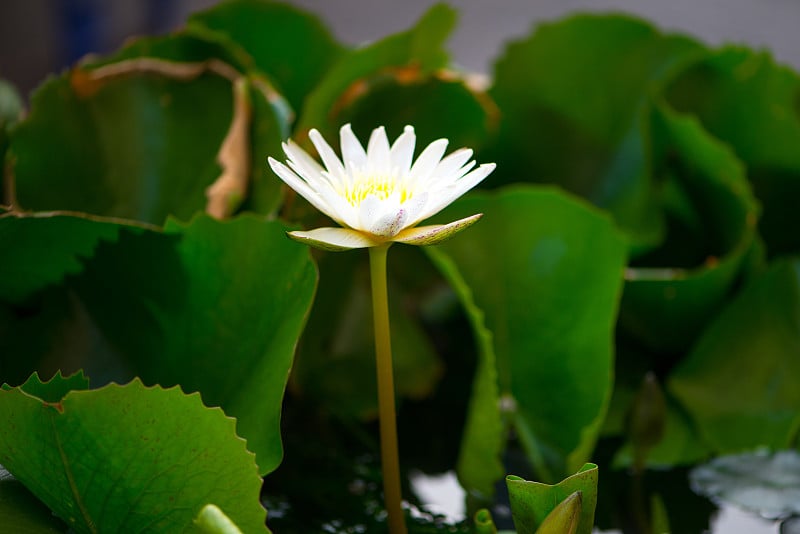 白色的睡莲花在池中