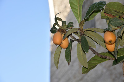 枇杷的果实-枇杷japonica -已成为佐贺县，耶路撒冷无声。