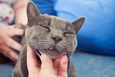 抚摸着一只漂亮的灰猫