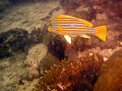 菲律宾海的带纹甜嘴鱼(Polytaenia Plectorhinchus)