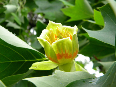 郁金香树的花