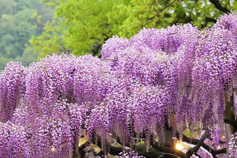 日本紫藤花盛开