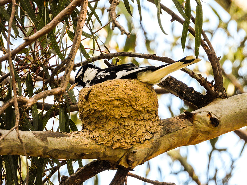 Deniliquin, New South Wales, Australia