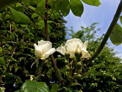 混合茶玫瑰
