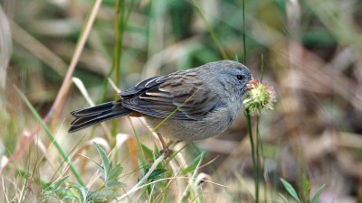 铅灰色的seedeater