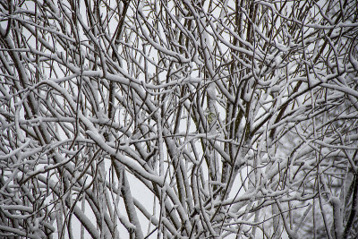 英国萨福克郡的一个花园下起了大雪