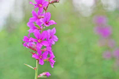 Lythrum