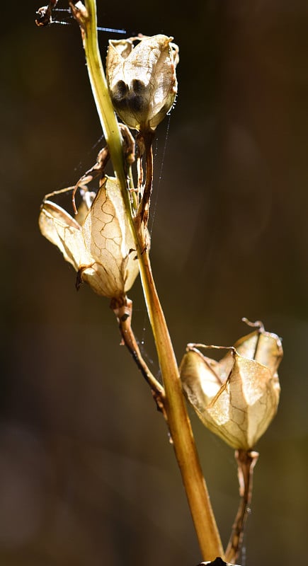 背光蓝铃草种子豆荚在Paygate Wood，南戈德斯通萨里