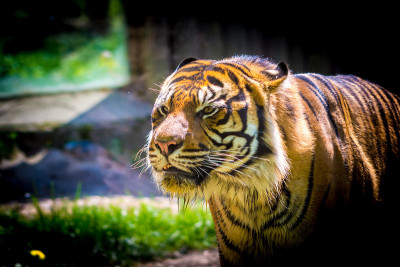 老虎(拉丁名Panthera tigris sumatrae)动物野生照片。