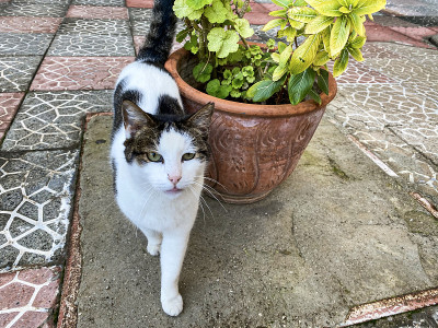 花园里的猫。