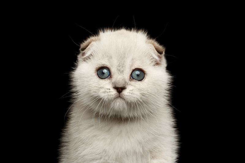 特写肖像可爱的白色苏格兰折叠小猫与蓝色眼睛