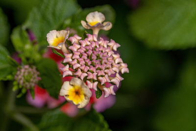 马缨花